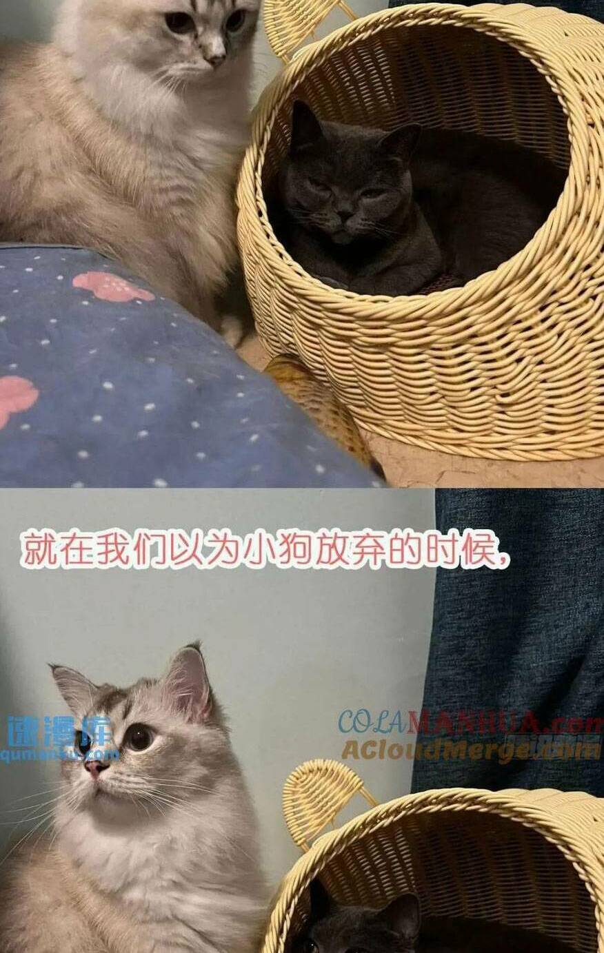 Thú Thế Ngọt Sủng, Tôi Ở Dị Giới Làm Vũ Thần Chương 40 Ảnh 56
