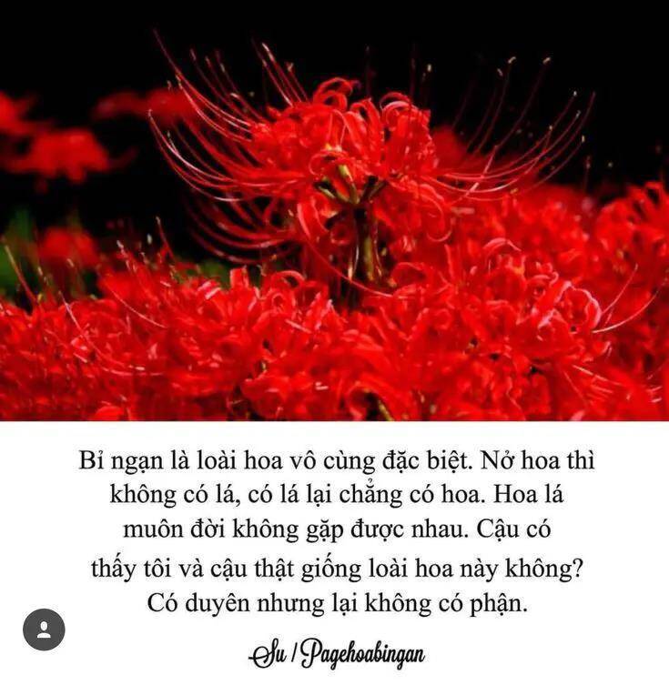 Thất Sách Chuyển Sinh Chương 19 Ảnh 29