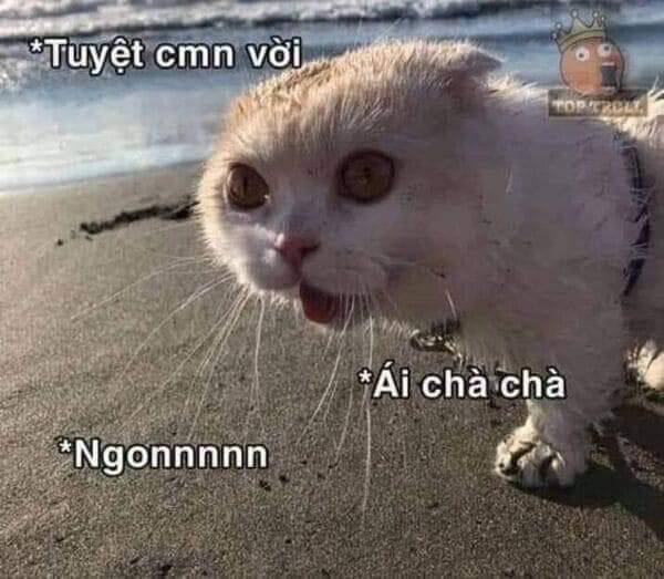 Thất Sách Chuyển Sinh Chương 17 Ảnh 3