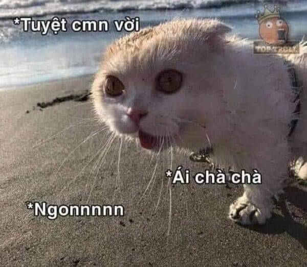 Thất Sách Chuyển Sinh Chương 21 Ảnh 29