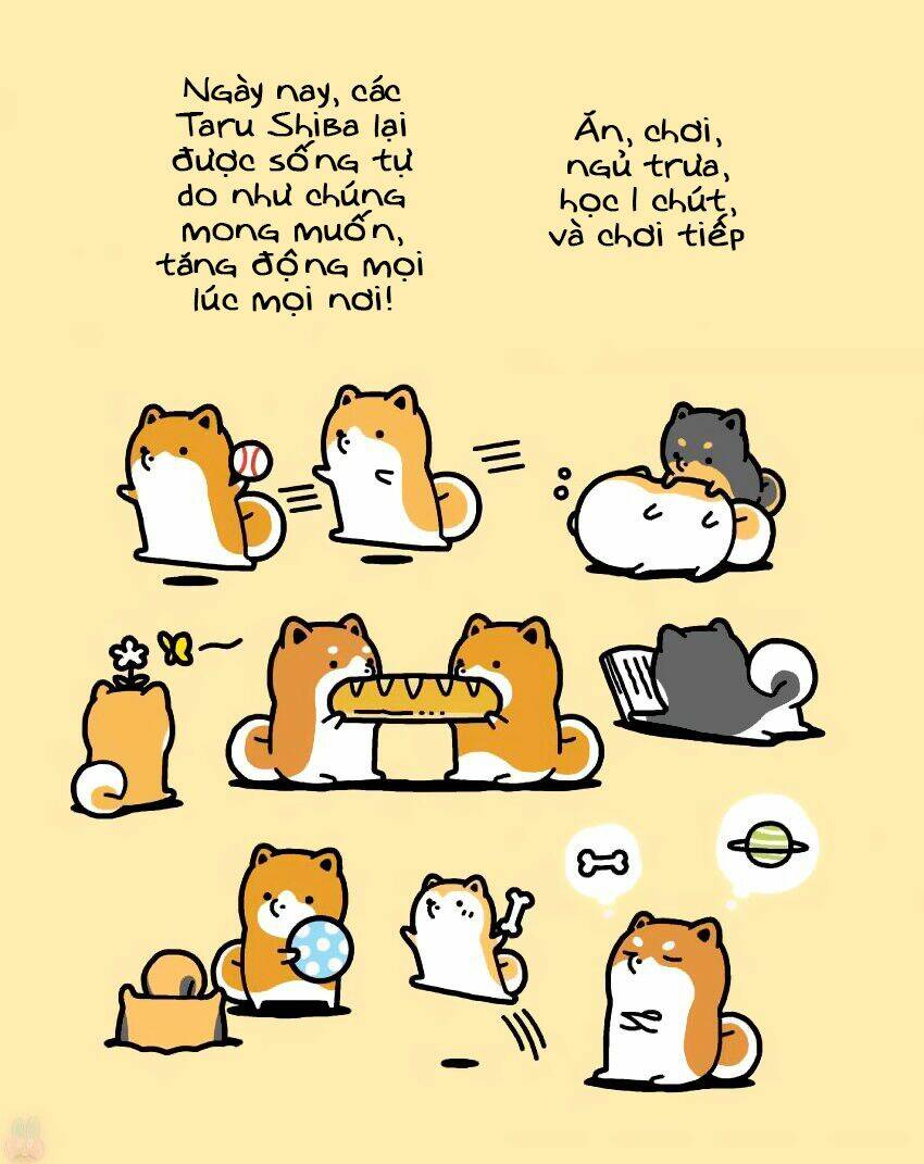 Taru Shiba Chương 9 Ảnh 9