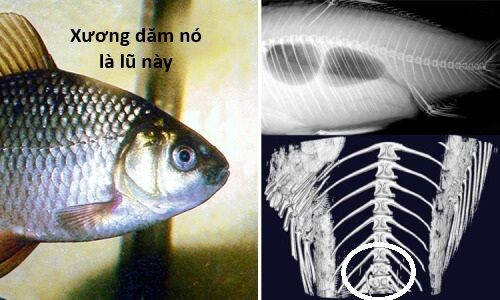 Hổ Đến Chơi Nhà (Puchimasu Miếu) Chương 136 Ảnh 60