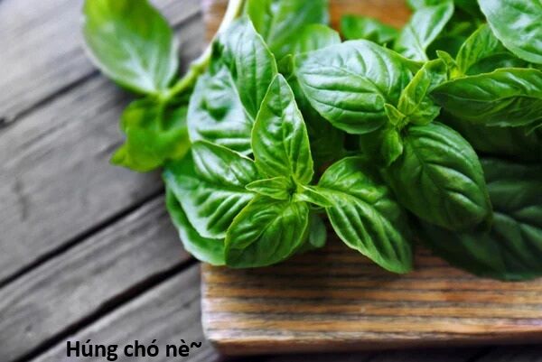 Hổ Đến Chơi Nhà (Puchimasu Miếu) Chương 138 Ảnh 104