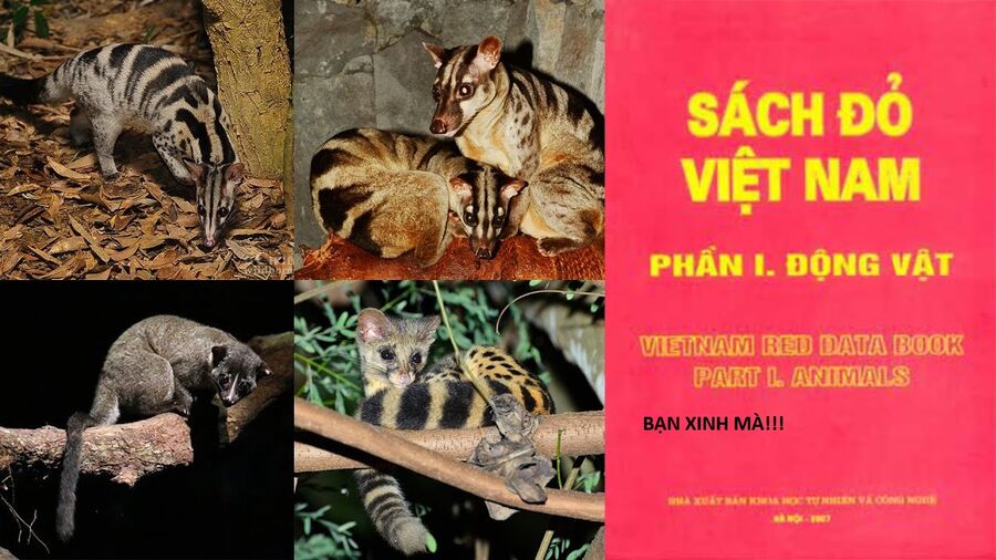 Hổ Đến Chơi Nhà (Puchimasu Miếu) Chương 144 Ảnh 76