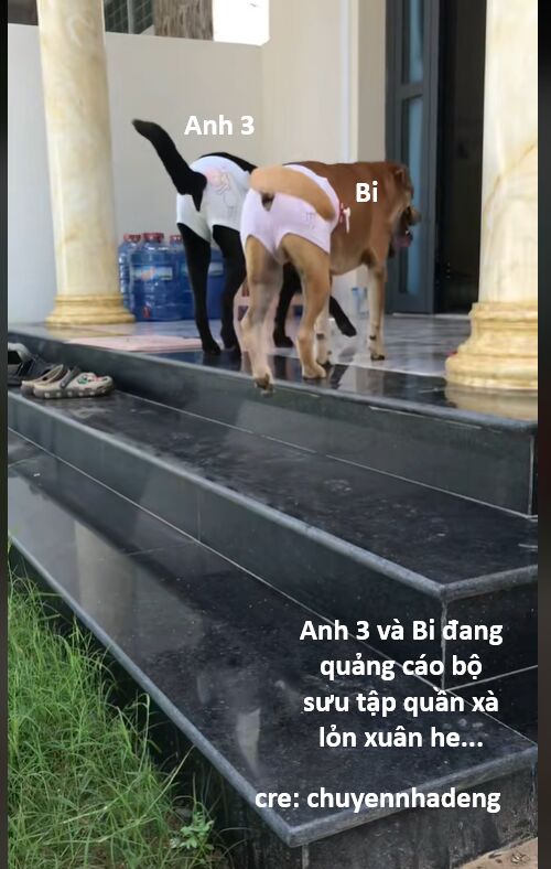 Hổ Đến Chơi Nhà (Puchimasu Miếu) Chương 142 Ảnh 82