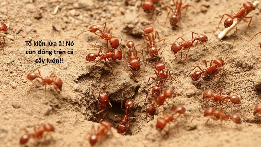 Hổ Đến Chơi Nhà (Puchimasu Miếu) Chương 159 Ảnh 15