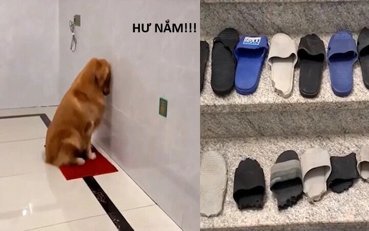 Hổ Đến Chơi Nhà Chương 159 Ảnh 19